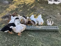 Ducks — الصورة 1