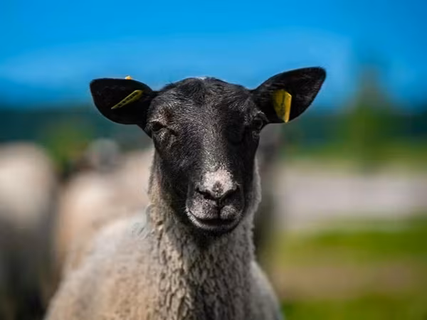 Ovan, Romanov sheep