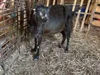 Koza, Nubian Goat — fotografija 2