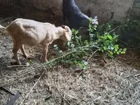 تيس, الماعز — الصورة 3