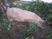 猪（批次，未指定性别）, Pigs — 照片 2
