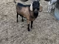 تيس, Nubian Goat — الصورة 1