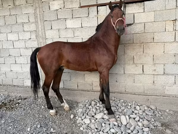 At, Akhal-Teke