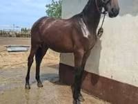 Pastuv, Nonius horse — fotografija 2