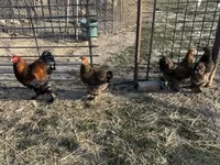 Brahma — Foto 1