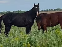 Égua, Kazakh horse — foto 8