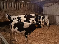 Bik, Russian Black pied cattle — fotografija 1