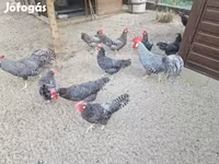 Chickens — الصورة 6
