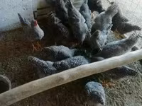 Chickens — الصورة 2