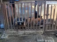 公猪, Pigs — 照片 6