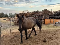 Caballo, Hucul pony — foto 1