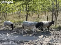 Oveja, Dorper sheep — foto 1