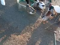 Ducks — Foto 3