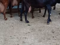 Koza, Murcia-Granada goats — fotografija 5