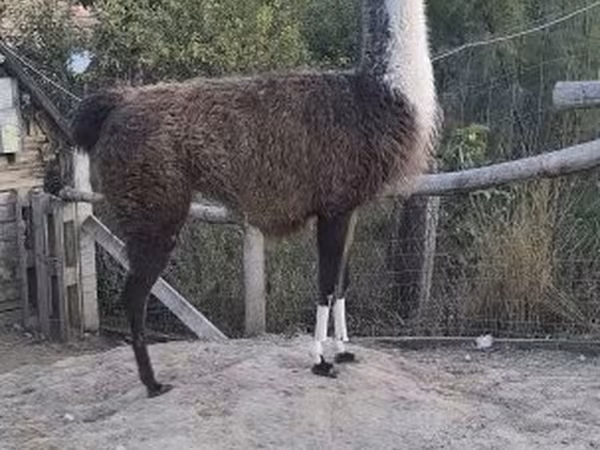 Верблюдиця, Верблюди