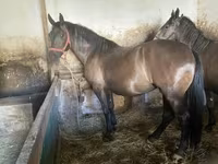 Кобила, Hungarian horse breed — фото 1