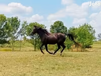 公马, American paint horse — 照片 1