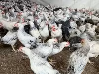 Chickens — 写真 1
