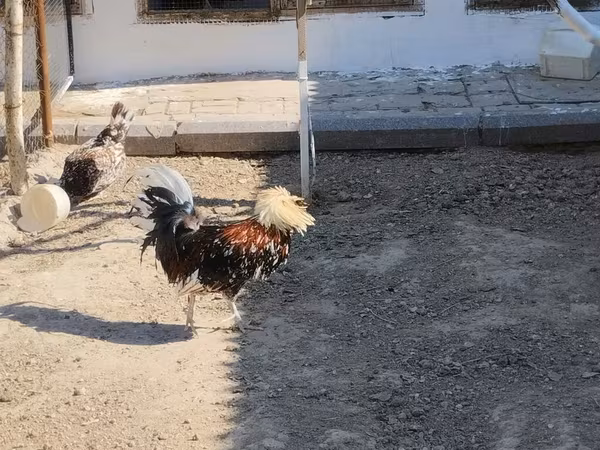 Chickens