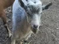 Keçi, Alpine goat — foto 1