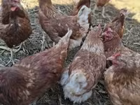 Chickens — zdjęcie 3