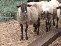 Sheep, Sheep — photo 2
