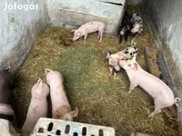 خنزير ذكر, Дюрок — الصورة 1