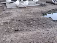 Chickens — foto 3