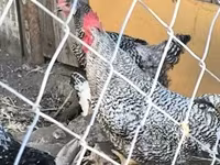 Chickens — zdjęcie 3