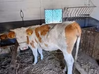 Сиыр, Simmental cattle — 5-сурет