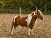 Hengst, Pferde — Foto 2