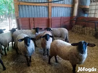 Schaf, White Suffolk sheep — Foto 4