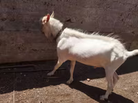 Kozioł, Saanen goat — zdjęcie 6
