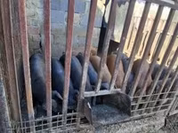 公猪, Pigs — 照片 8