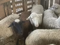 भेड़, Blackheaded Persian sheep — फ़ोटो 3