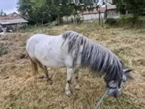 雄馬, 馬