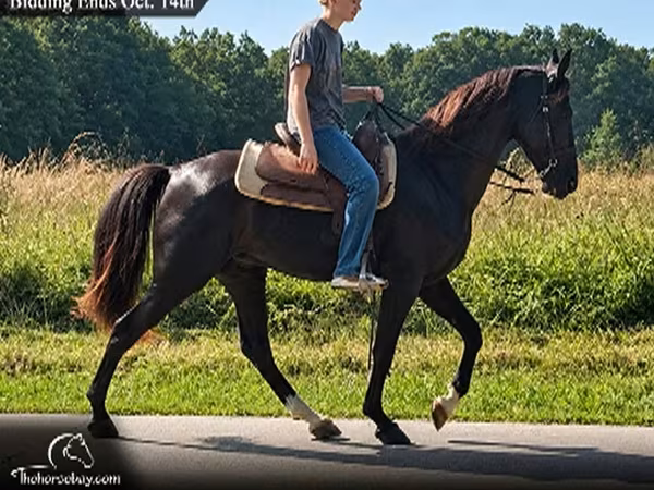 雄馬, Tennessee Walking Horse
