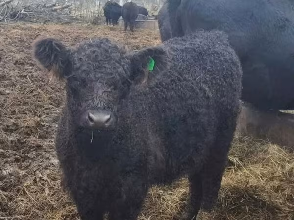 Vache, Vache galloise