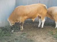 ثور, Blonde d’Aquitane cattle — الصورة 6