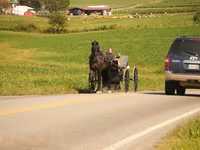 Pastuv, Friesian — fotografija 6