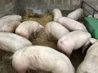 Cerdos (lote, sexo no especificado), Cerdos — foto 2