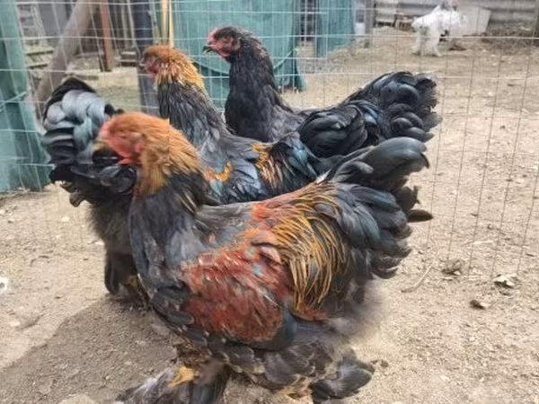 براهما