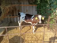 Kuh, Holstein-Rasse — Foto 2
