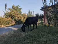 Ram, Edilbay sheep — photo 2