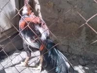 Chickens — fotografija 1
