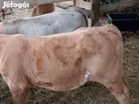Touro, Simmental cattle — foto 3