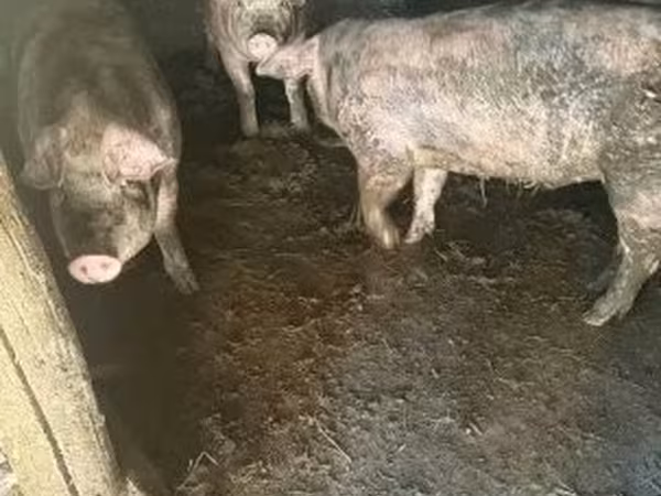 Świnie (partia, płeć nieokreślona), Świnie — Węgry