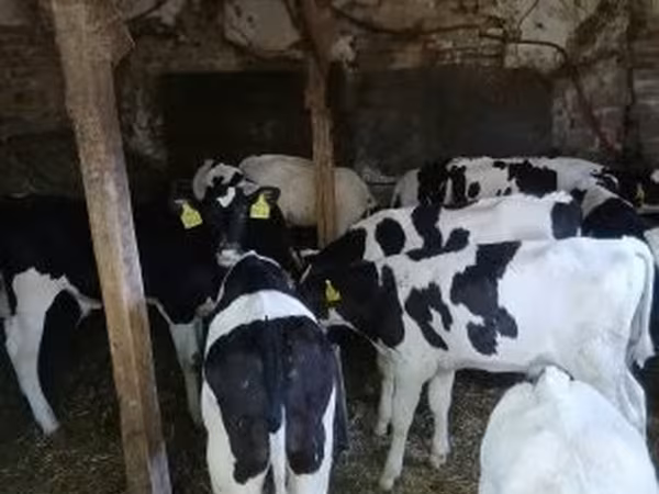 Toro, Russian Black pied cattle