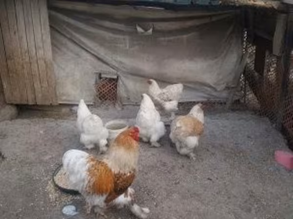 婆罗门鸡