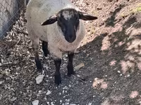 Ovan, White Suffolk sheep — fotografija 3